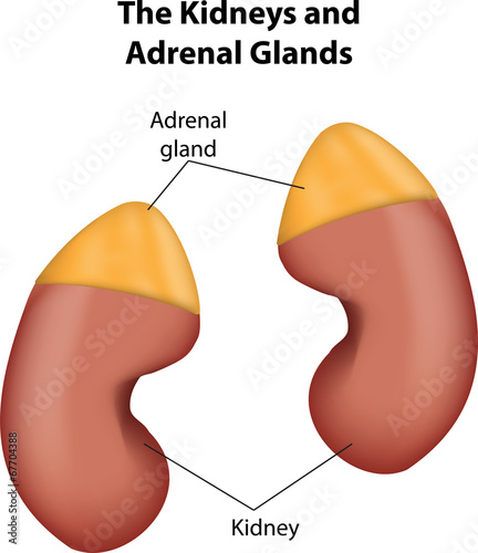 Adrenal Glands and Kidneys labeled Diagram
