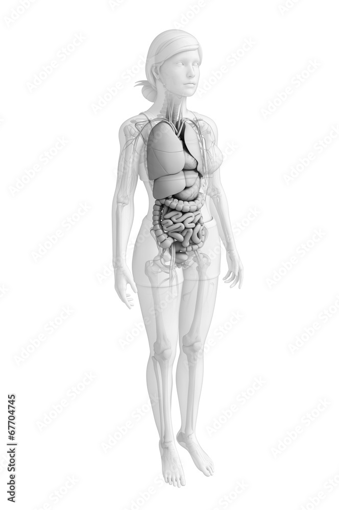 Digestive system of female anatomy