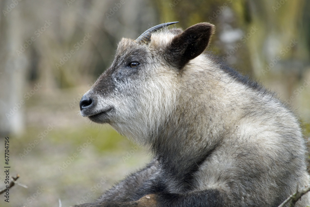 Fototapeta premium ニホンカモシカ