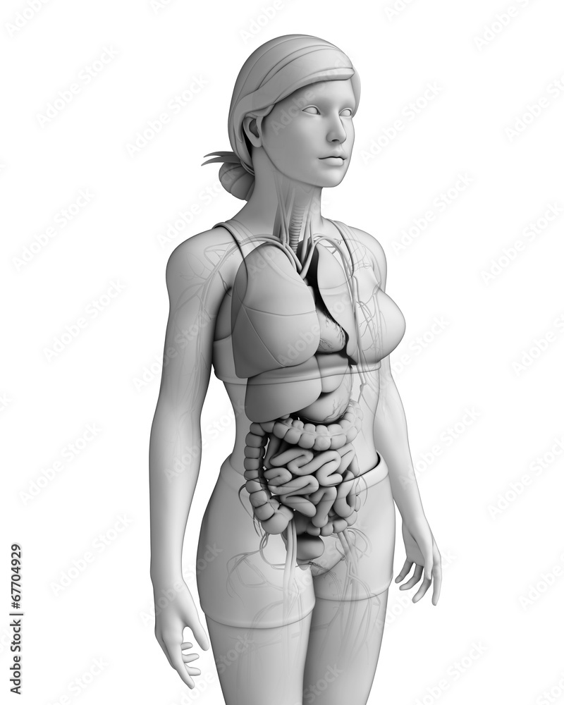Fototapeta premium Digestive system of female anatomy