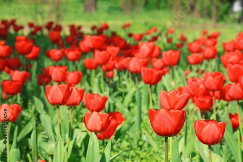 Beautiful field of red tulips