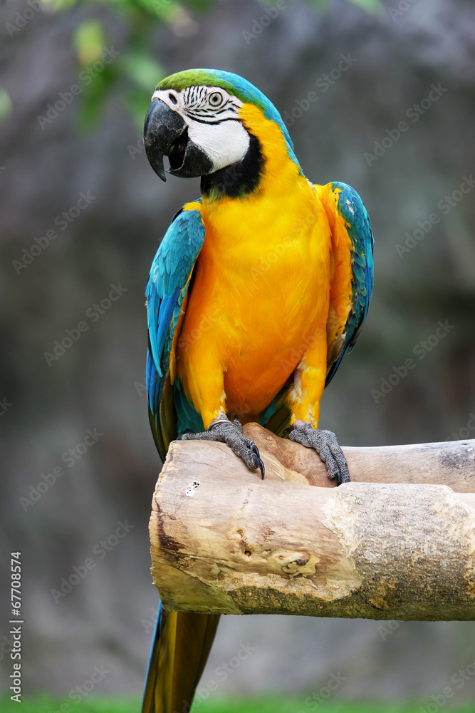Fototapeta premium Beautiful Macaw On The Branch