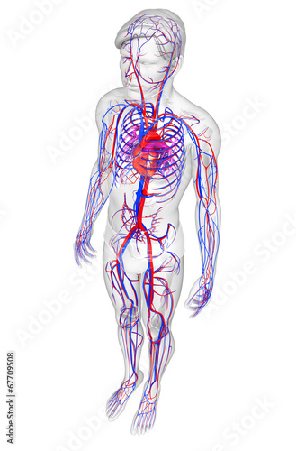 Male circulatory system