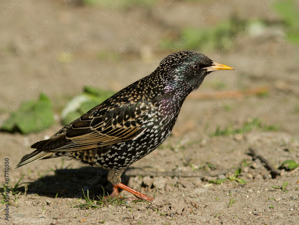 Starling Starling