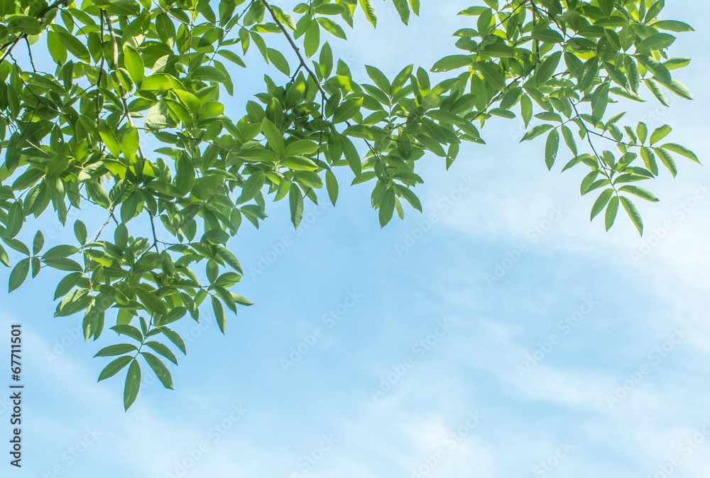View from below tree. View from below tree.