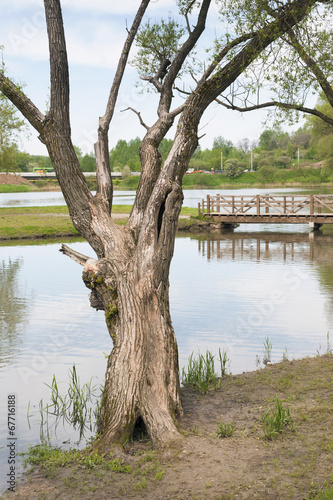 willow tree