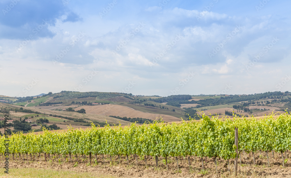 Tuscan wineyard