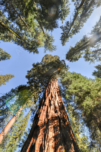 Sequoias in Mariposa Grove, Yosemite National Park