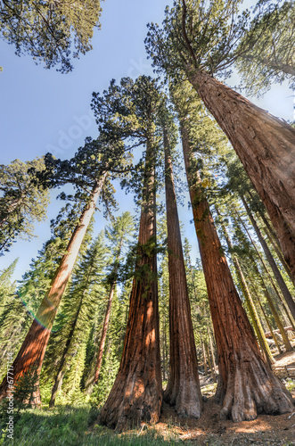 Sequoias in Mariposa Grove, Yosemite National Park © demerzel21