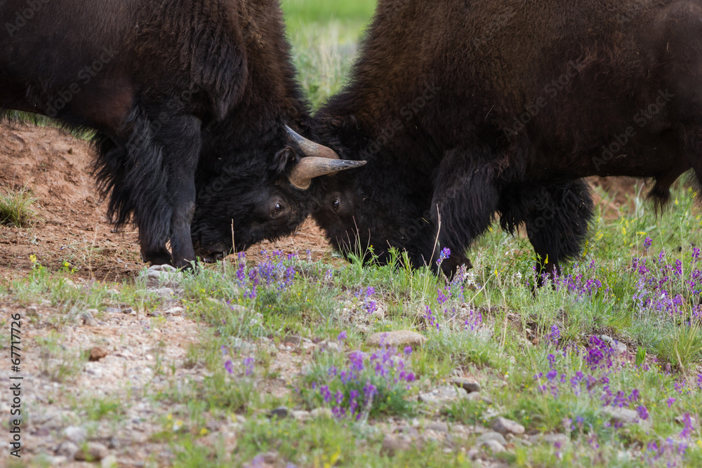 American Buffalo American Buffalo