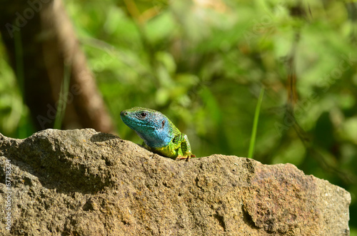 Green lizard photo