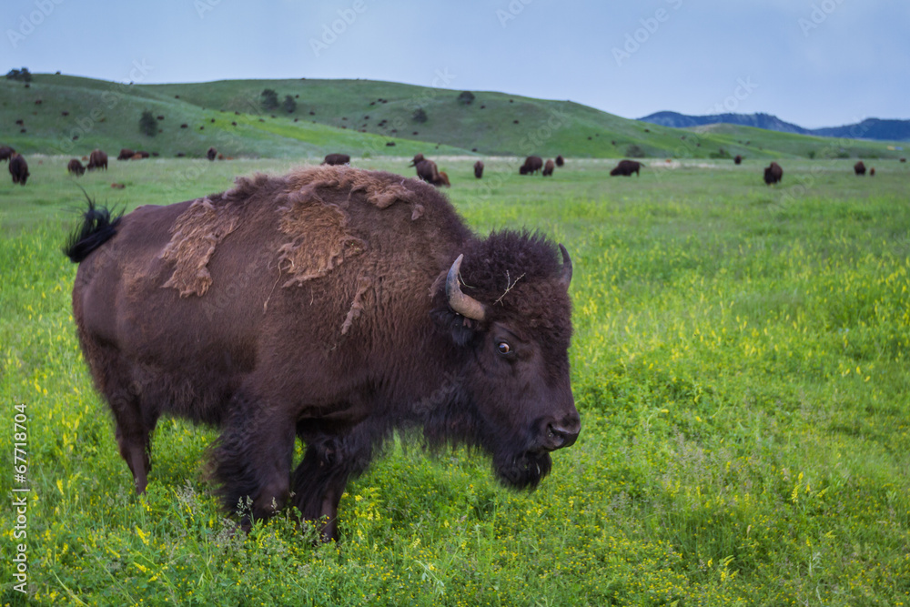 American Buffalo