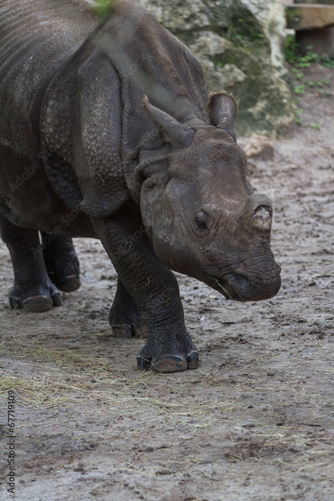Naklejka premium rhinoceros