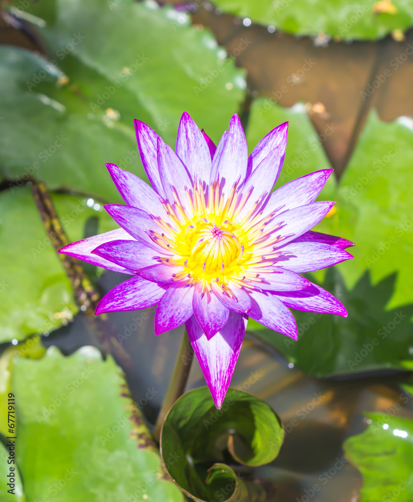 Pink lotus blossoms or water lily flowers blooming on pond Pink lotus blossoms or water lily flowers blooming on pond