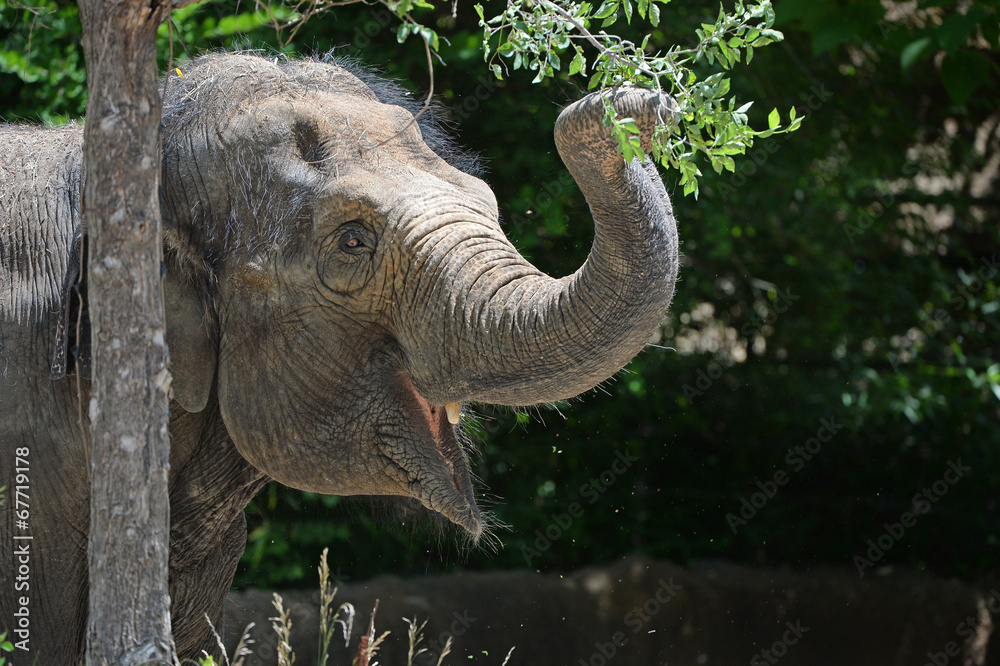 Naklejka premium Young Elephant Grabbing Branch