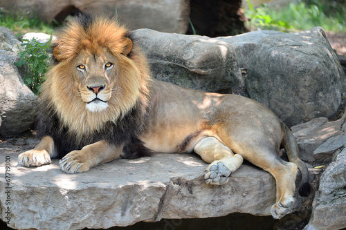 Adult Male Lion