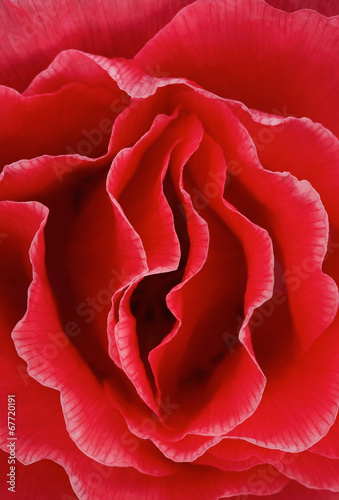 Poppy flower-macro