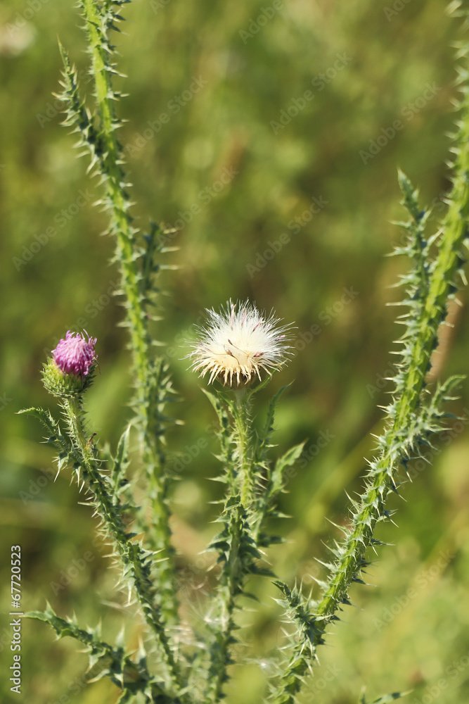 Thistle flower close-up, macro Thistle flower close-up, macro