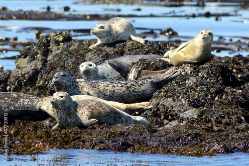 Harbor Seals Hauled Out
