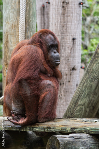bornean orangutan  - Pongo pygmaeus