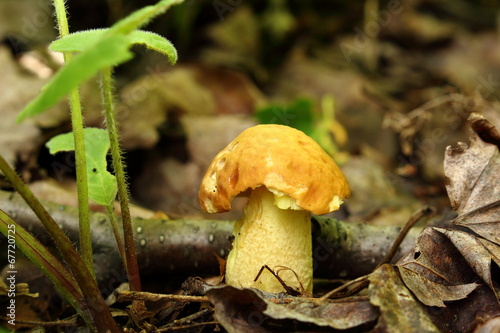 Damaged mushroom in undergrowth photo