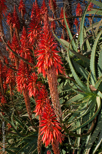 fiori di aloe vera