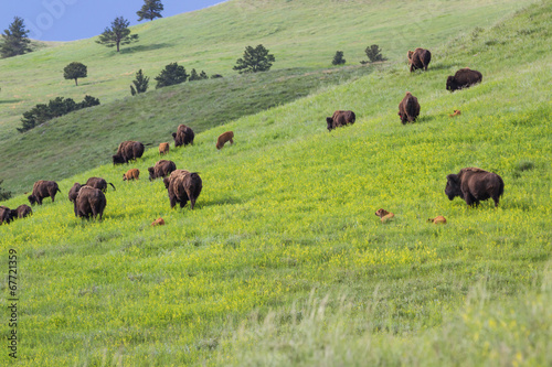 American Buffalo