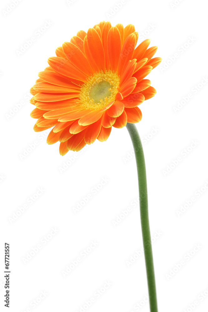 Orange gerbera daisy isolated on white background Orange gerbera daisy isolated on white background