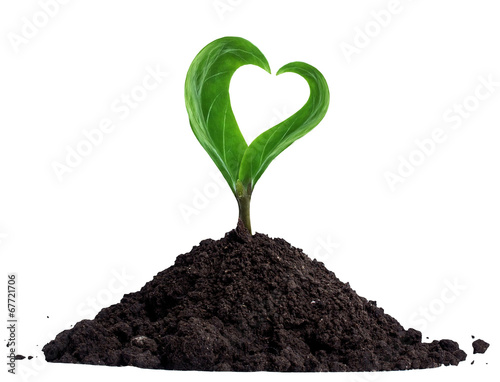 Green sprout with heart-shaped leaves, growing
