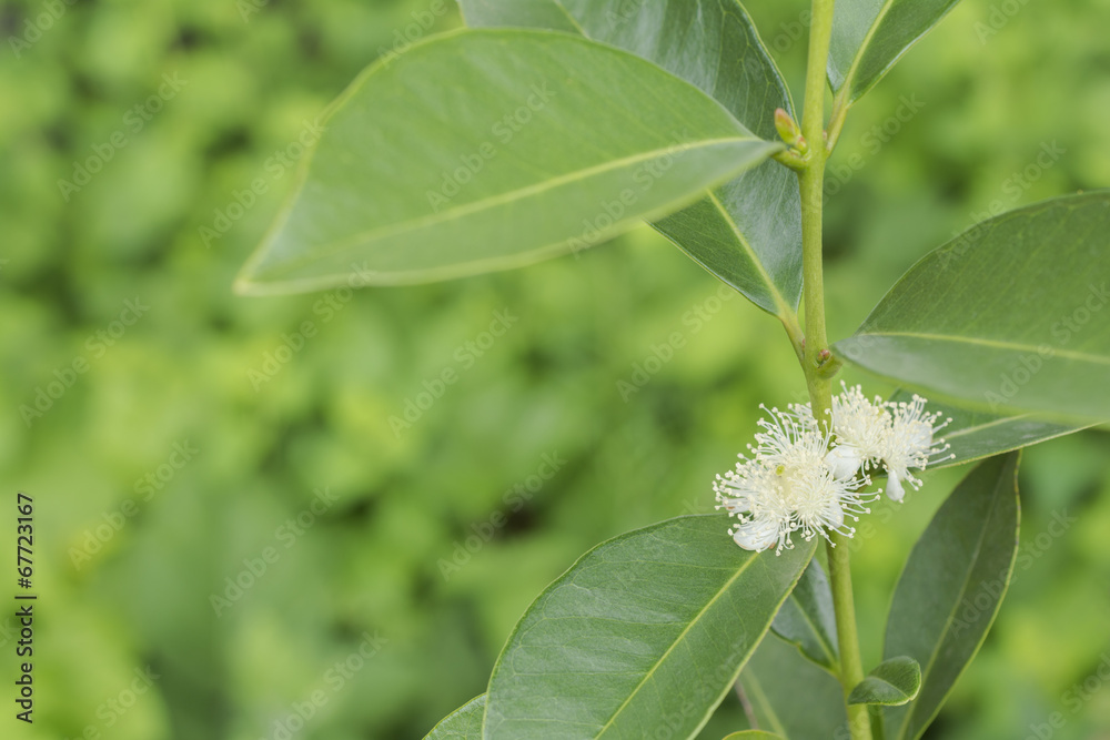 緑をバックにイエローストロベリーグアバの花 緑をバックにイエローストロベリーグアバの花