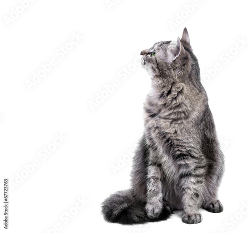 Grey cat sitting and looking curiously, isolated on white