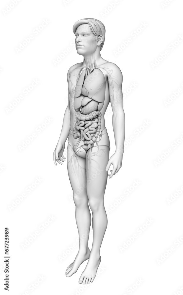 Digestive system of male anatomy