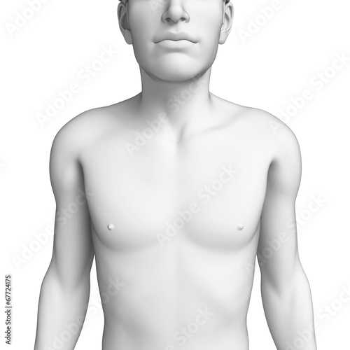 Male chest anatomy artwork