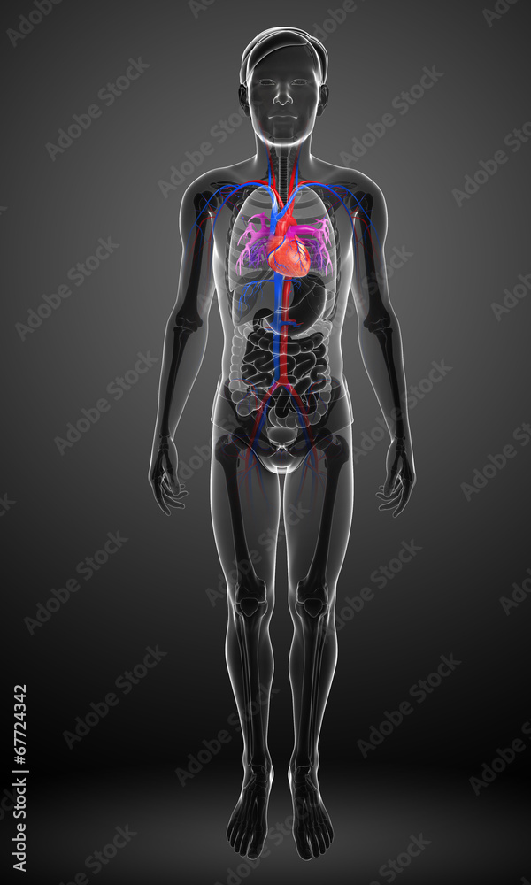 Male heart anatomy