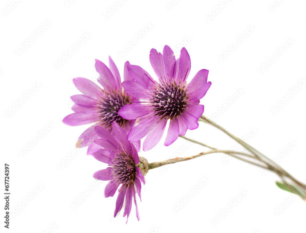 Fototapeta premium immortelle flower