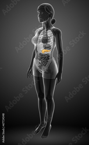 Female pancreas anatomy