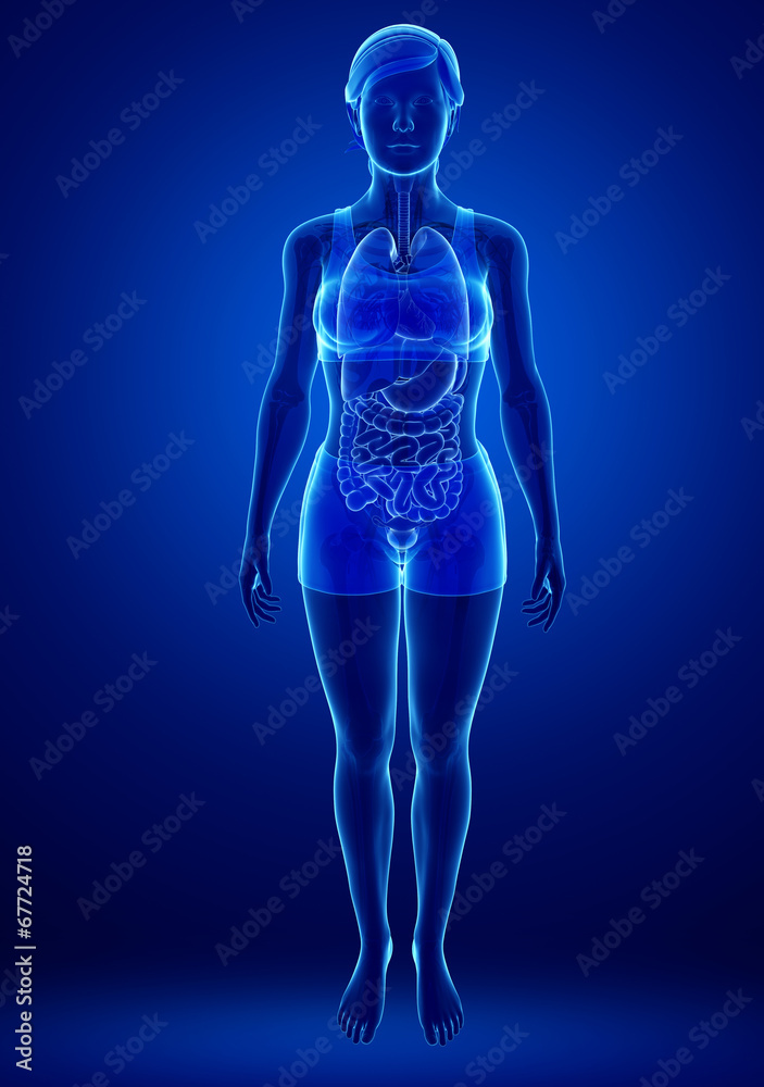 Digestive system with female anatomy Digestive system with female anatomy