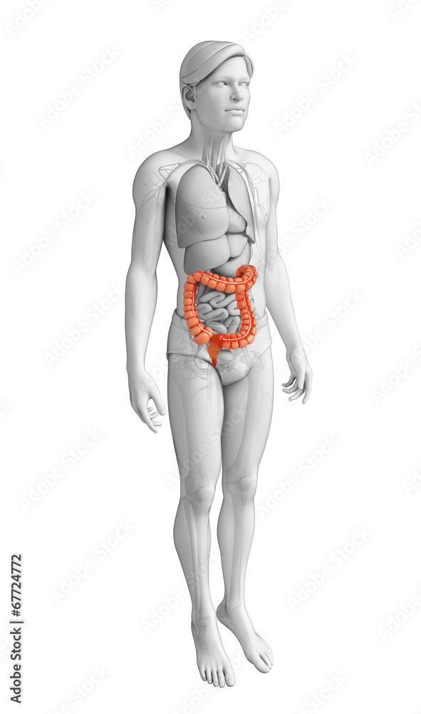 Male large intestine anatomy