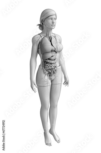 Digestive system of female anatomy © pixdesign123