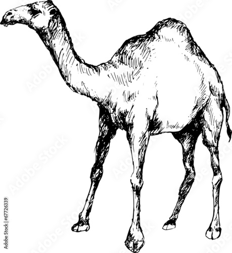 hand drawn camel