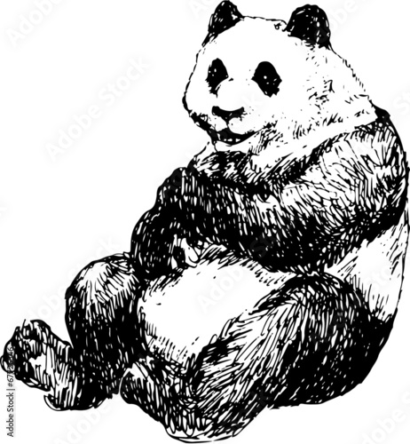 Fototapeta Naklejka Na Ścianę i Meble -  hand drawn panda