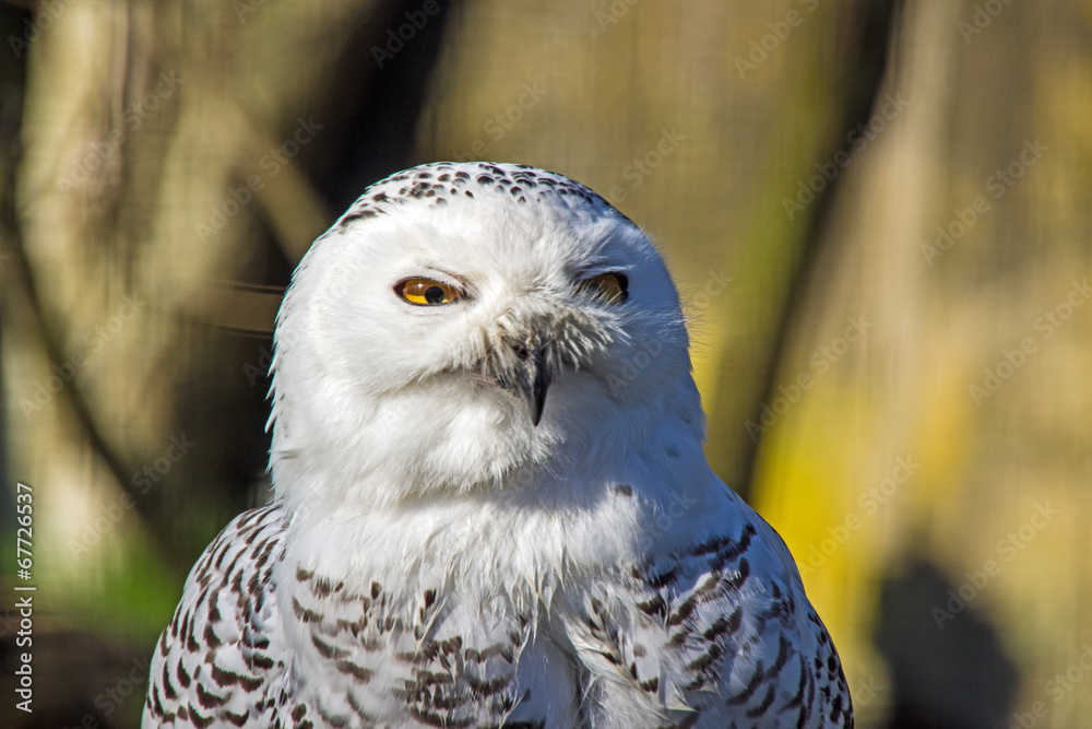 Fototapeta premium Schnee-Eule