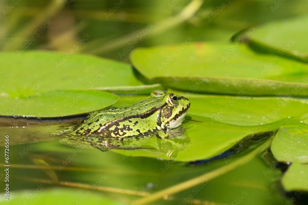 Obraz premium Side view of a green frog on a water lily leaf