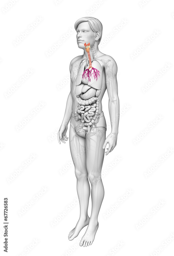 Male throat anatomy Male throat anatomy