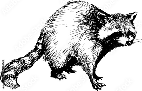 hand drawn raccoon photo