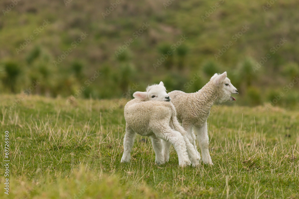 Obraz premium bleating newborn lambs