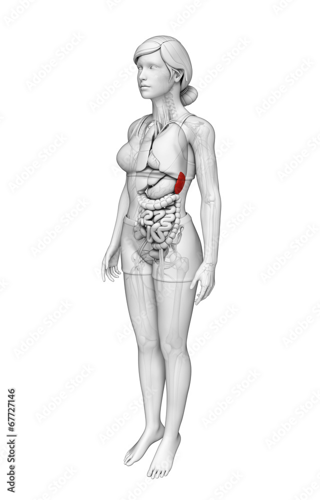 Female spleen anatomy