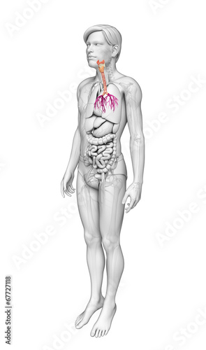 Male throat anatomy © pixdesign123