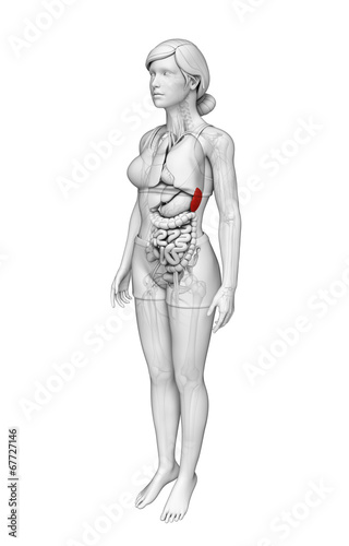 Female spleen anatomy © pixdesign123