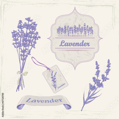Lavender